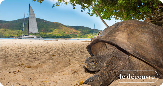 Les seychelles - tortue