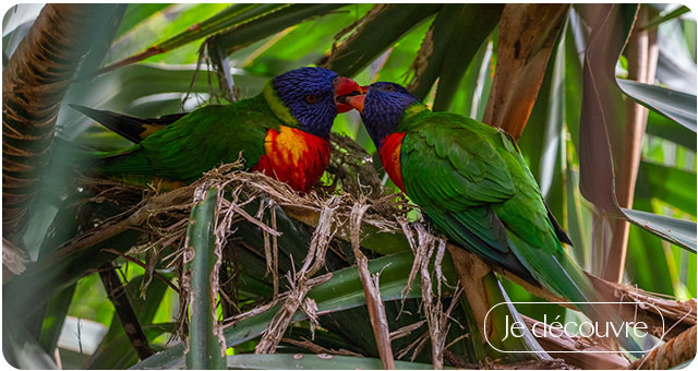 Guadeloupe et Dominique
