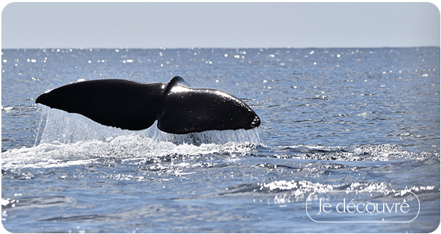 Guadeloupe et Dominique