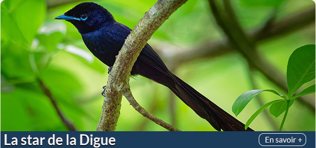 La star de la Digue